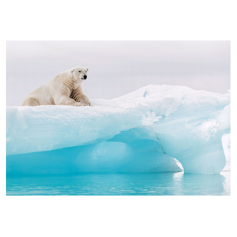 Tapet De Hârtie  Ursul Polar Arctic  Dimensiune 368 X 254 Cm