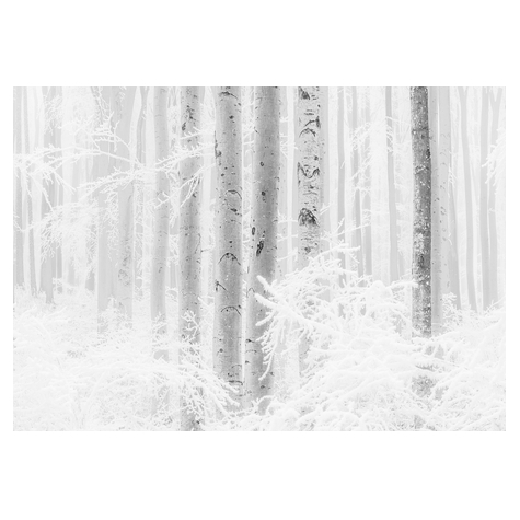 Foto Tapet Autoadeziv   Winter Wood  Dimensiune 400 X 280 Cm