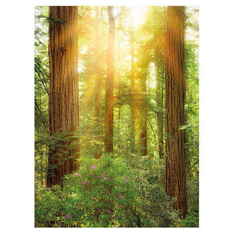 Foto Tapet Autoadeziv   Redwood  Dimensiune 200 X 260 Cm