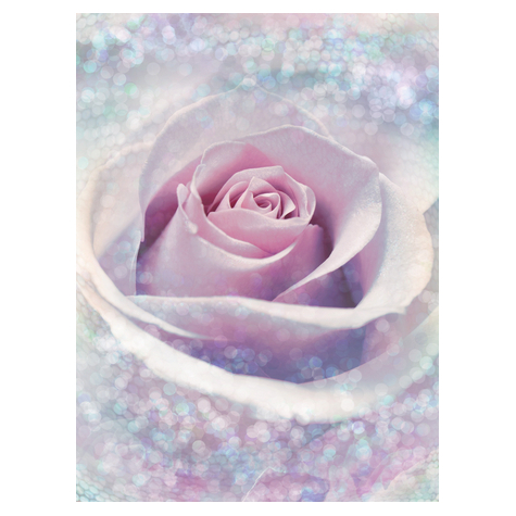 Foto Tapet Autoadeziv   Delicate Rose  Dimensiuni 200 X 260 Cm
