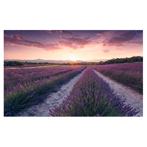 Foto Tapet Autoadeziv   Lavender Dream  Dimensiuni 450 X 280 Cm