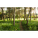 Foto Tapet Autoadeziv   Pădurea Fermecată A Florilor  Dimensiuni 450 X 280 Cm
