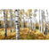Foto Tapet Autoadeziv   Colorful Aspenwoods  Dimensiune 450 X 280 Cm
