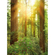 Foto Tapet Autoadeziv   Redwood  Dimensiune 200 X 250 Cm